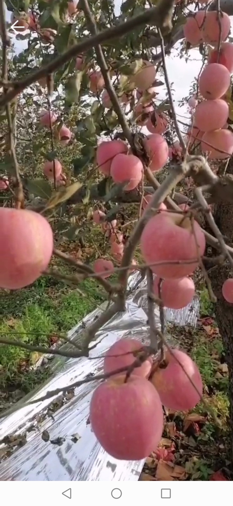 黄元帅，，大量有货