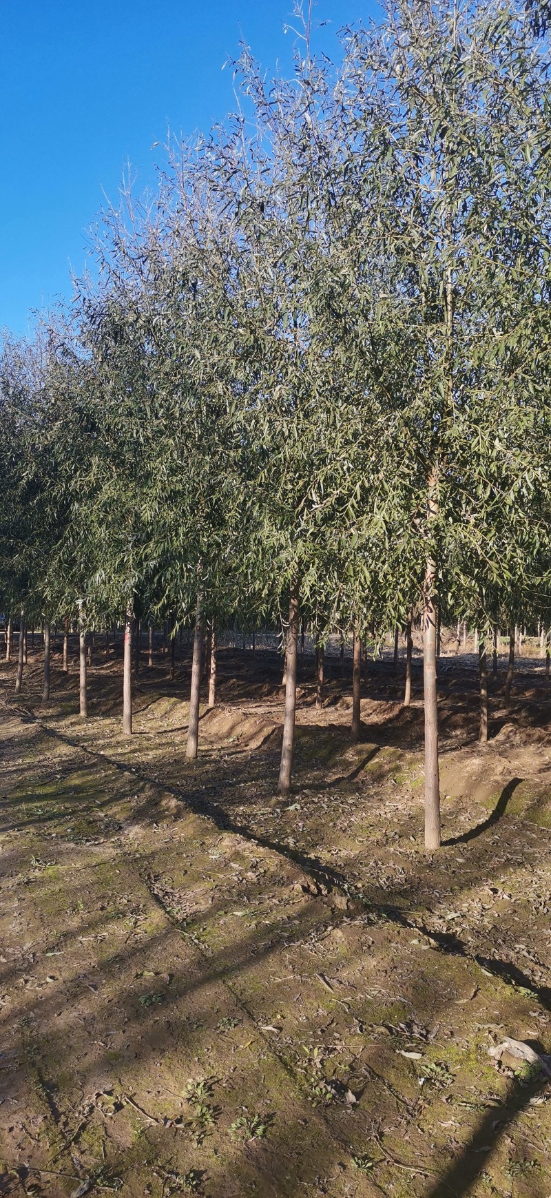 香花槐2020秋季量大各种规格