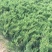 20公分香花槐