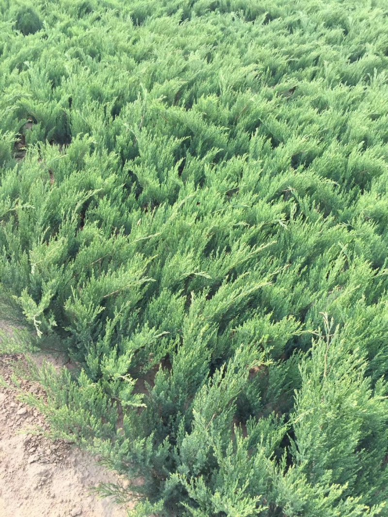 20公分香花槐