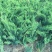 20公分香花槐