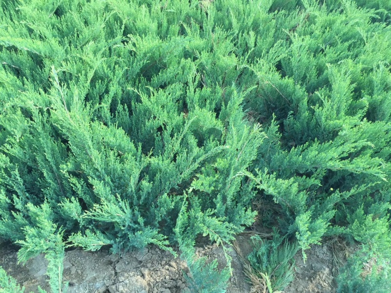 20公分香花槐