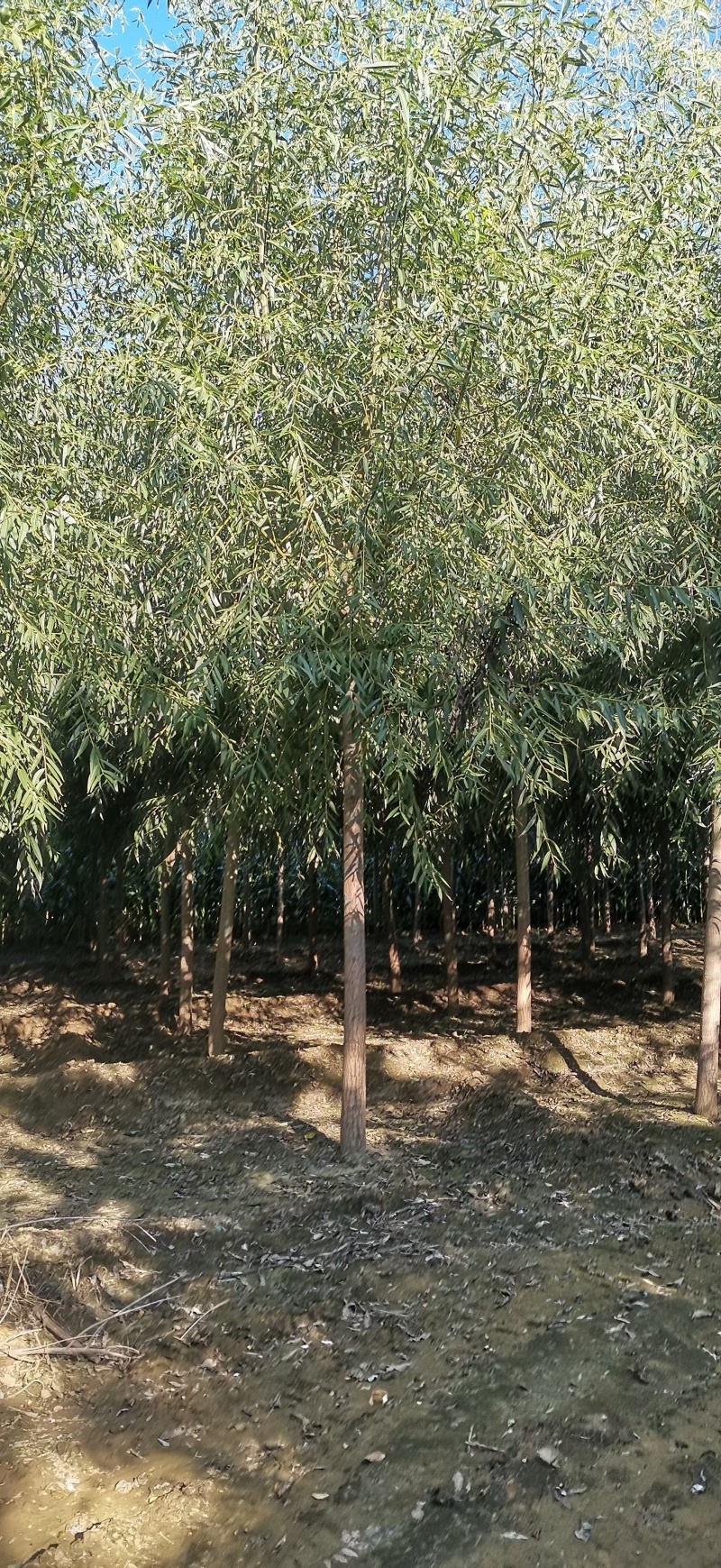 20公分香花槐
