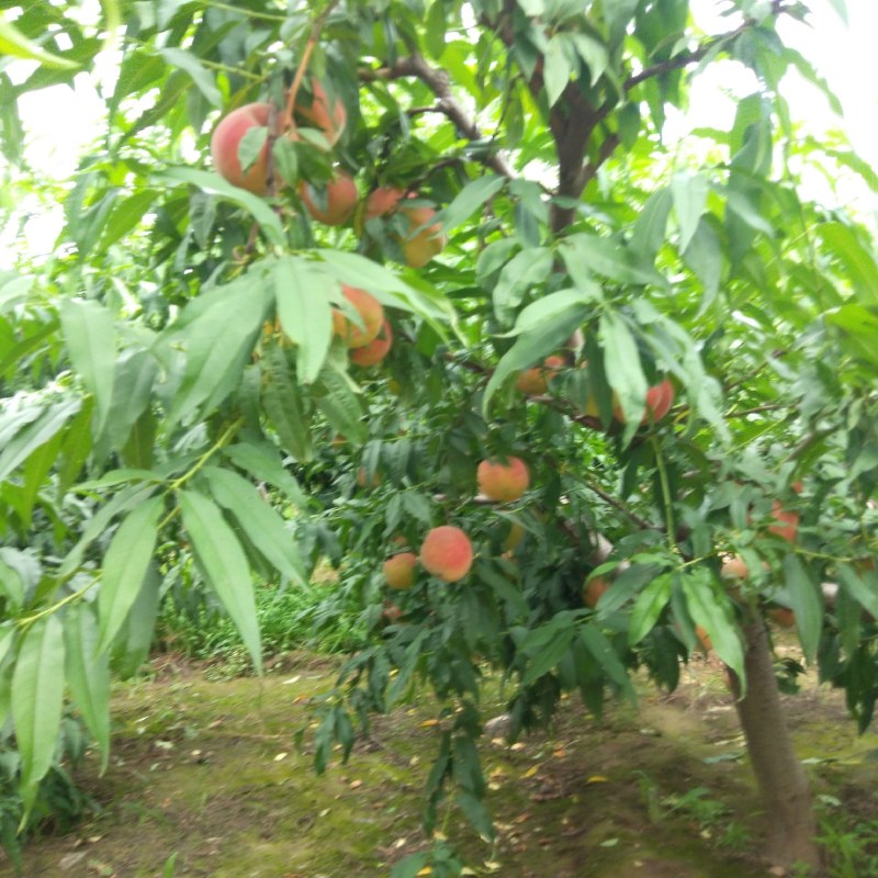 供应苹果树，桃树，梨树，绿化树，占地树
