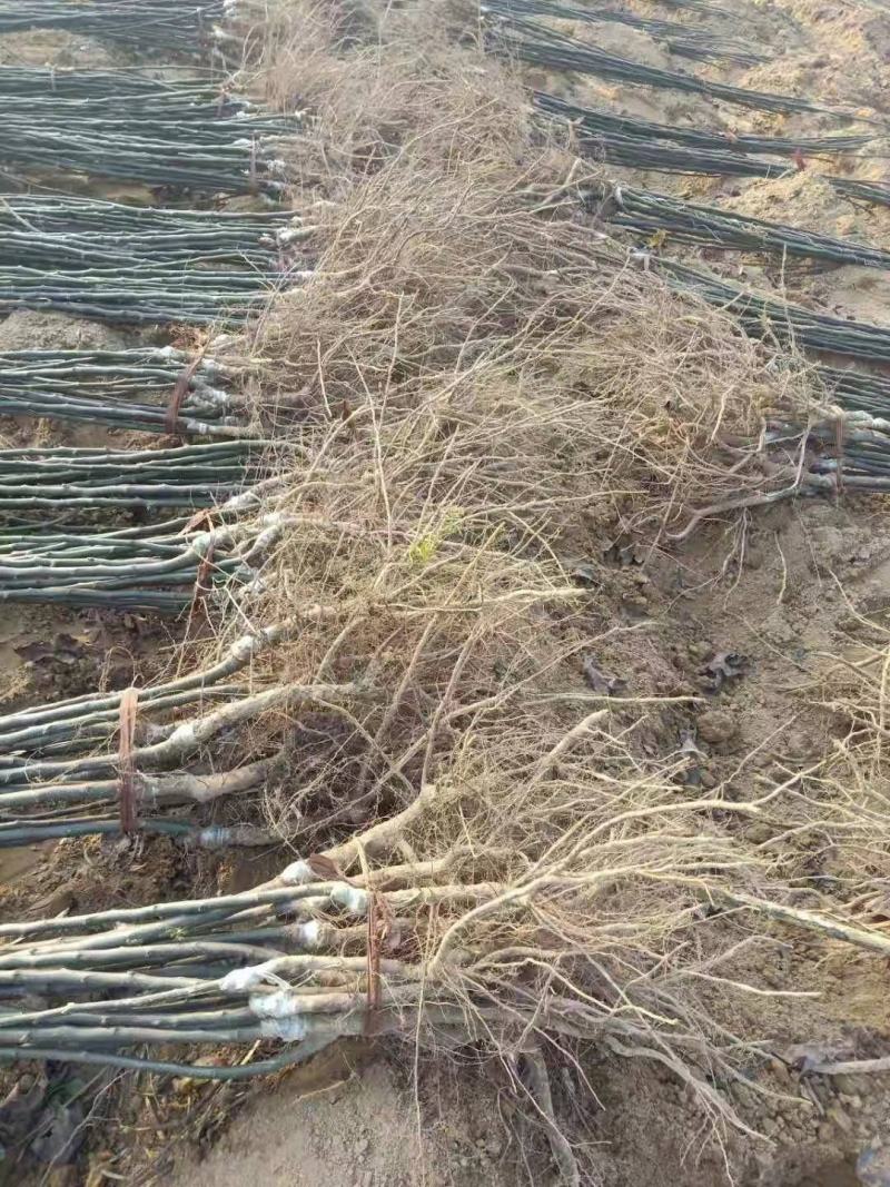 新华梨苗口感好，品质堪比秋月，耐储藏。包邮
