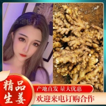 精选小黄姜新鲜上市姜味十足现挖现卖量大从优