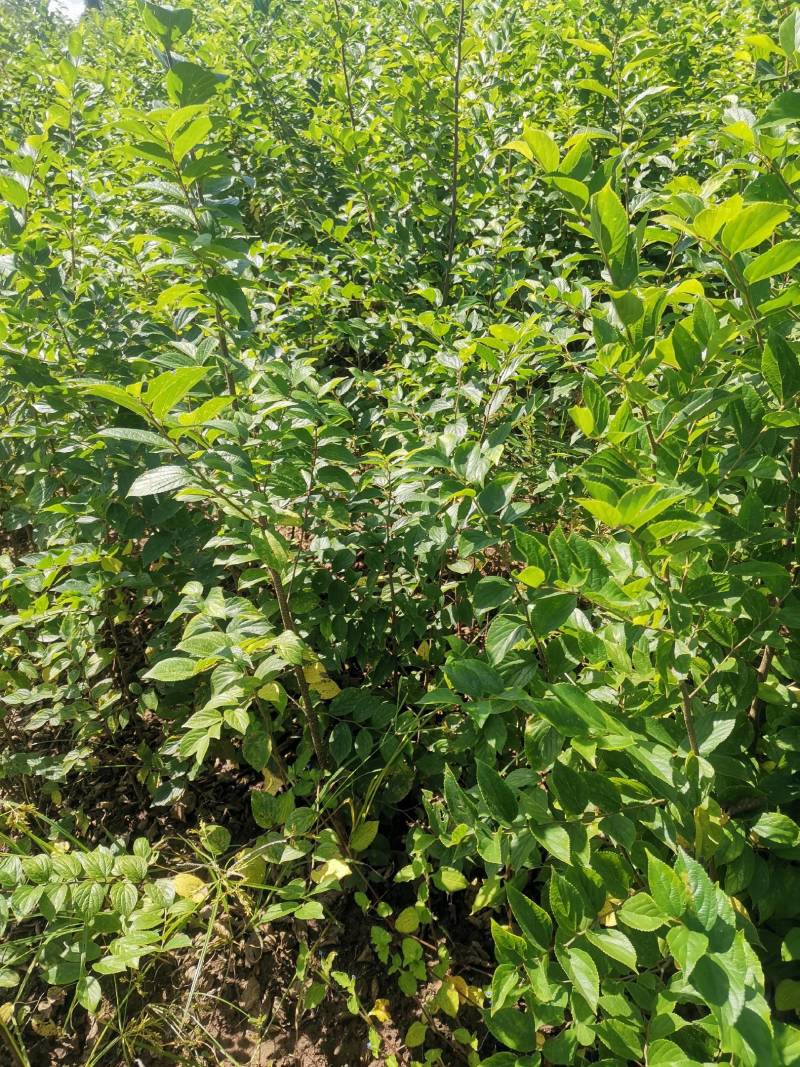 大量朴树苗