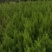 蜀桧1~1.1m