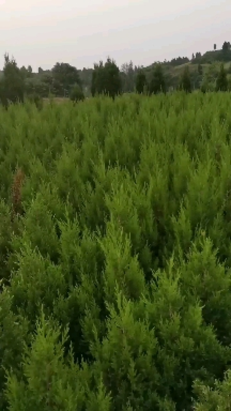 蜀桧1~1.1m