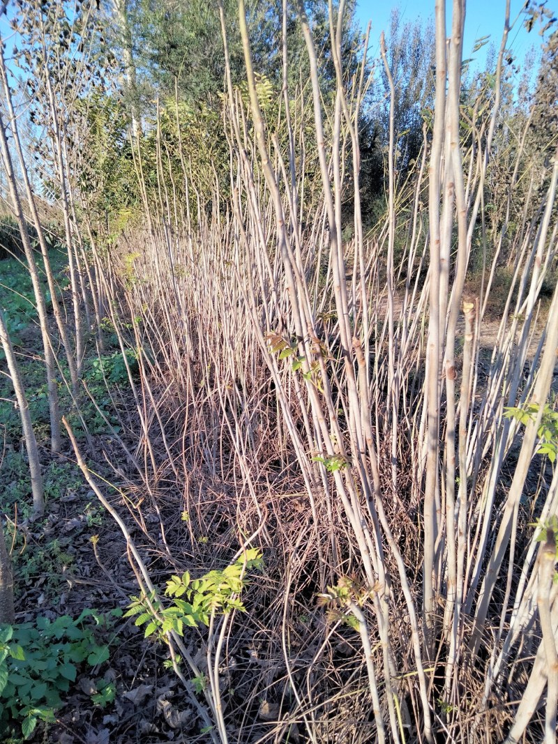原生态香春树苗、传统树生苗、有需要的老板联系