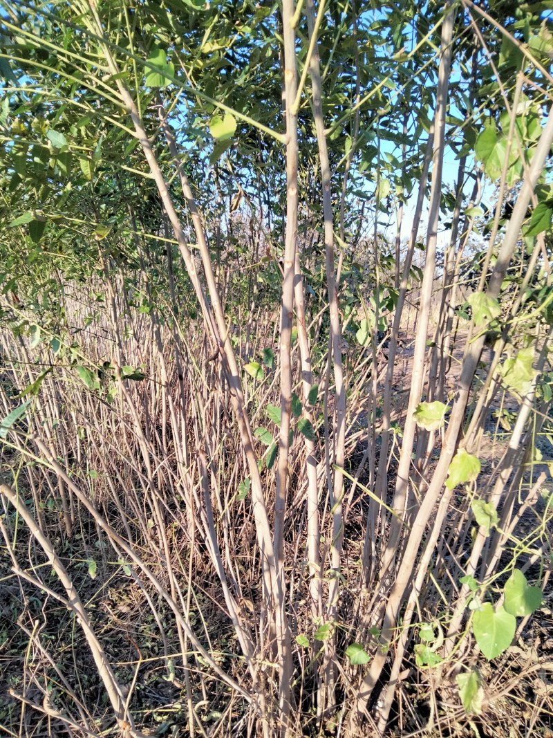 原生态香春树苗、传统树生苗、有需要的老板联系