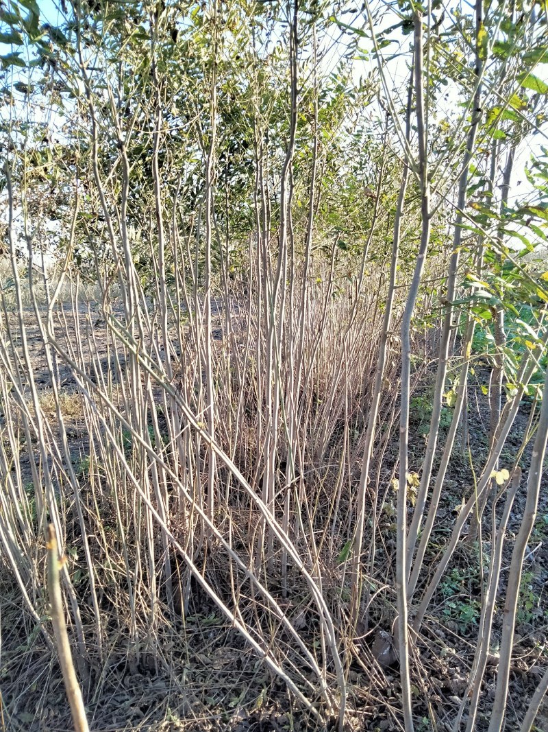 原生态香春树苗、传统树生苗、有需要的老板联系