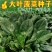 菠菜种子新品种四季耐寒耐热大叶菠菜籽种子批发阳台盆栽南方