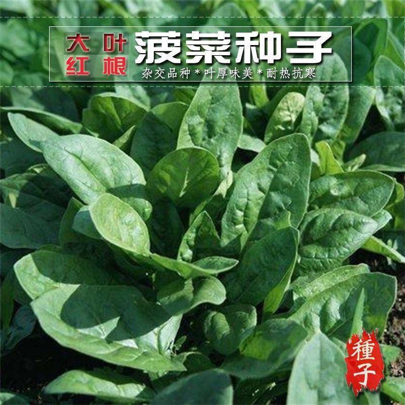 菠菜种子新品种四季耐寒耐热大叶菠菜籽种子批发阳台盆栽南方