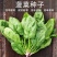 菠菜种子新品种四季耐寒耐热大叶菠菜籽种子批发阳台盆栽南方