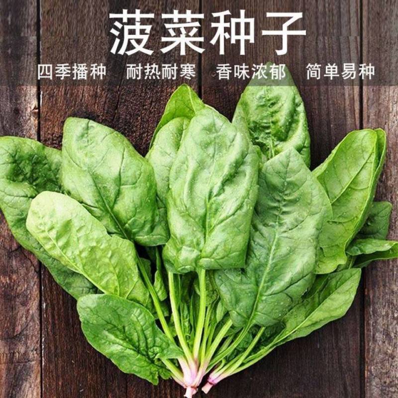 菠菜种子新品种四季耐寒耐热大叶菠菜籽种子批发阳台盆栽南方