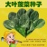菠菜种子新品种四季耐寒耐热大叶菠菜籽种子批发阳台盆栽南方