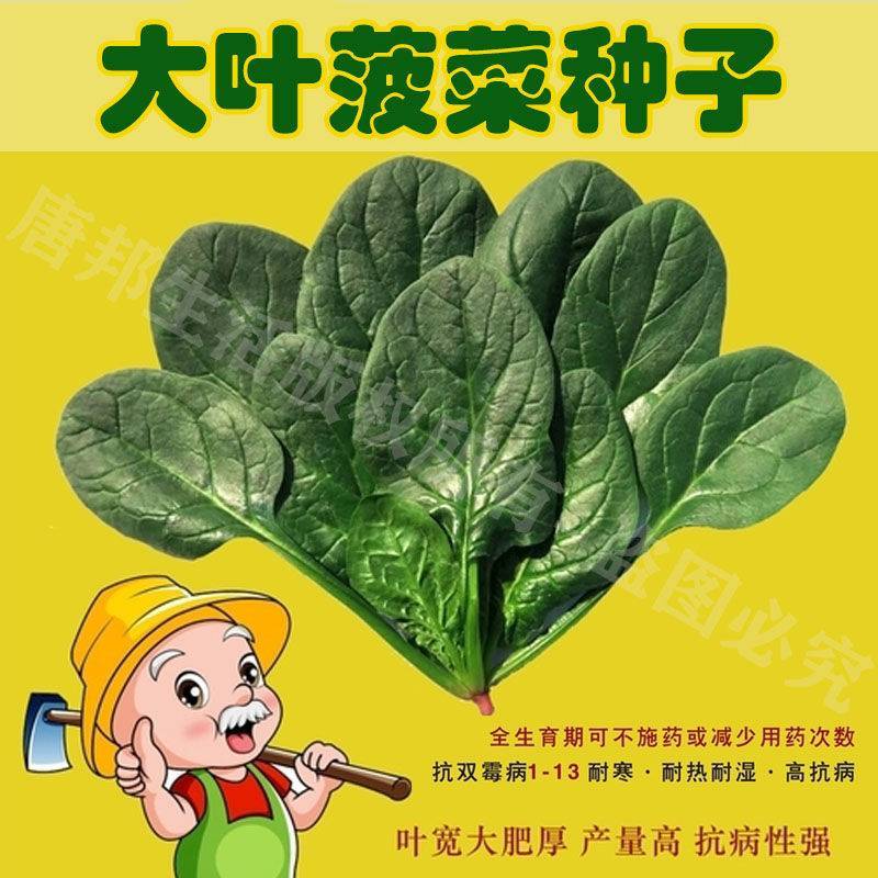 菠菜种子新品种四季耐寒耐热大叶菠菜籽种子批发阳台盆栽南方