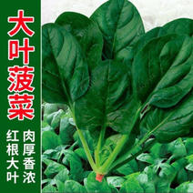 菠菜种子新品种四季耐寒耐热大叶菠菜籽种子批发阳台盆栽南方