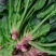 菠菜种子新品种四季耐寒耐热大叶菠菜籽种子批发阳台盆栽南方