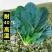 菠菜种子新品种四季耐寒耐热大叶菠菜籽种子批发阳台盆栽南方