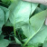 菠菜种子新品种四季耐寒耐热大叶菠菜籽种子批发阳台盆栽南方