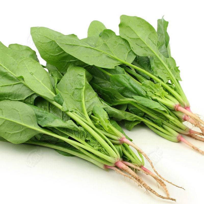 菠菜种子新品种四季耐寒耐热大叶菠菜籽种子批发阳台盆栽南方