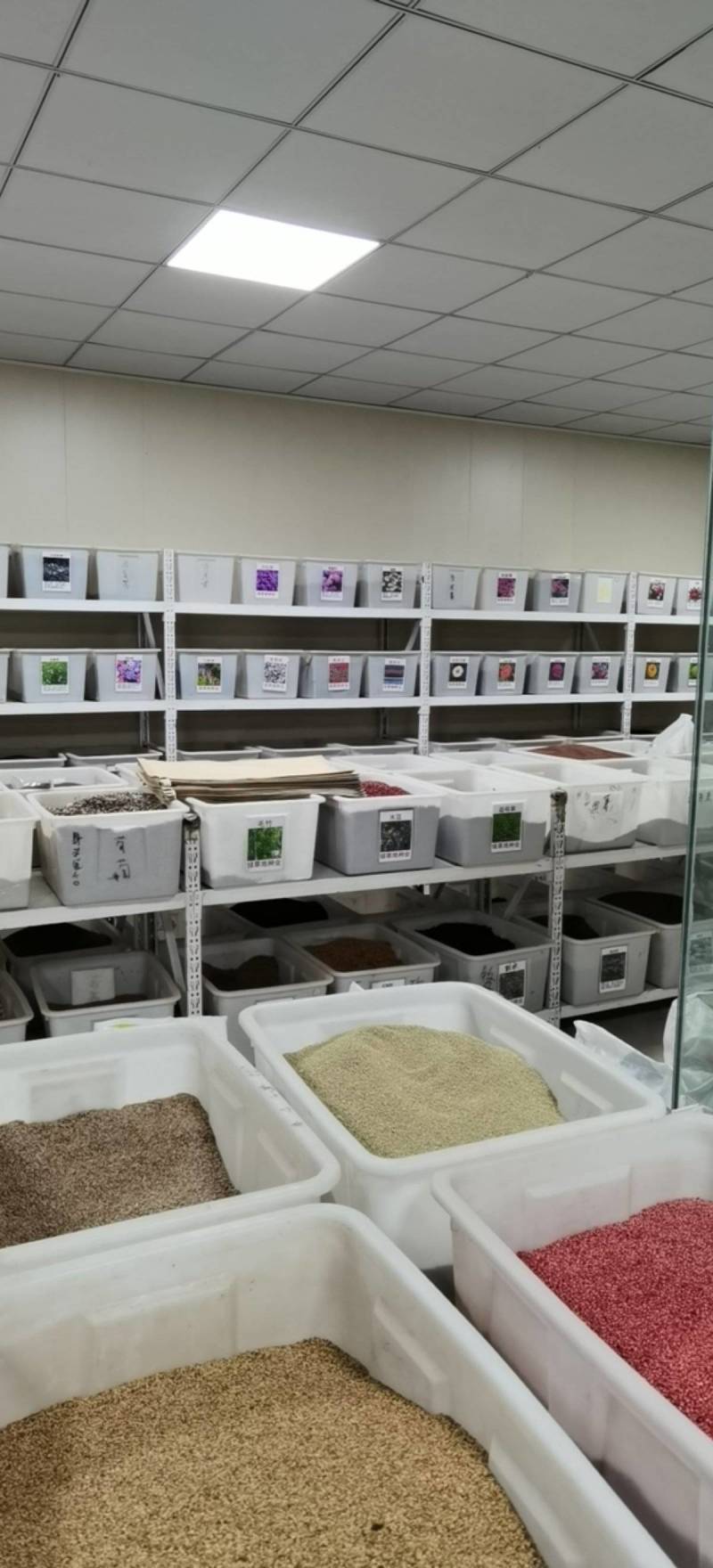牧草种子狼尾草种子高产供草期长多次刈割禽畜牧草