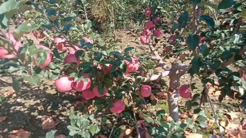 红富士苹果，甜脆可口。