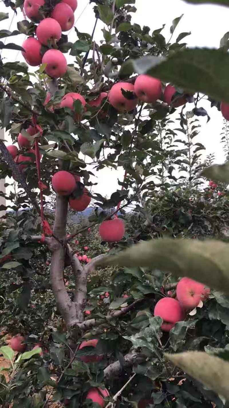 红富士苹果，甜脆可口。