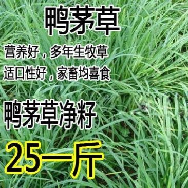 鸭茅种子耐阴耐热耐寒果园草种林间种草牛羊猪兔牧草种