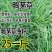 鸭茅种子耐阴耐热耐寒果园草种林间种草牛羊猪兔牧草种
