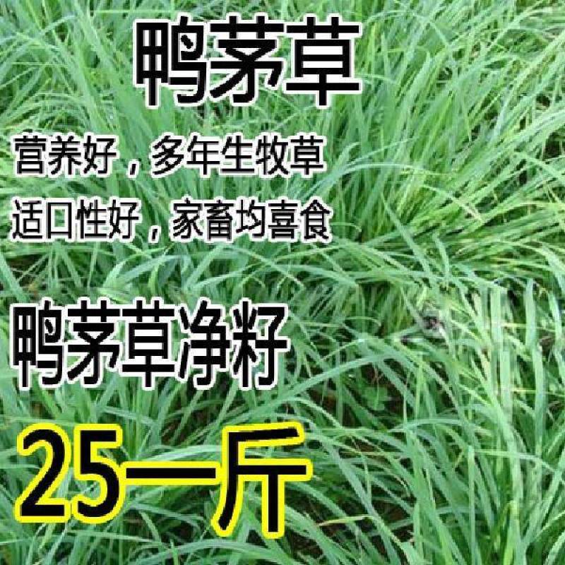 鸭茅种子耐阴耐热耐寒果园草种林间种草牛羊猪兔牧草种