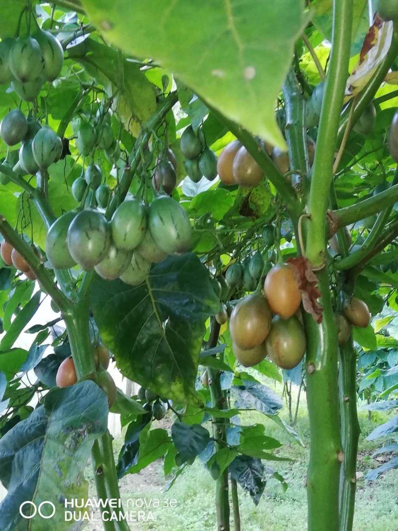树番茄又叫洋酸茄，基地直供。可常年供货，量大从优！