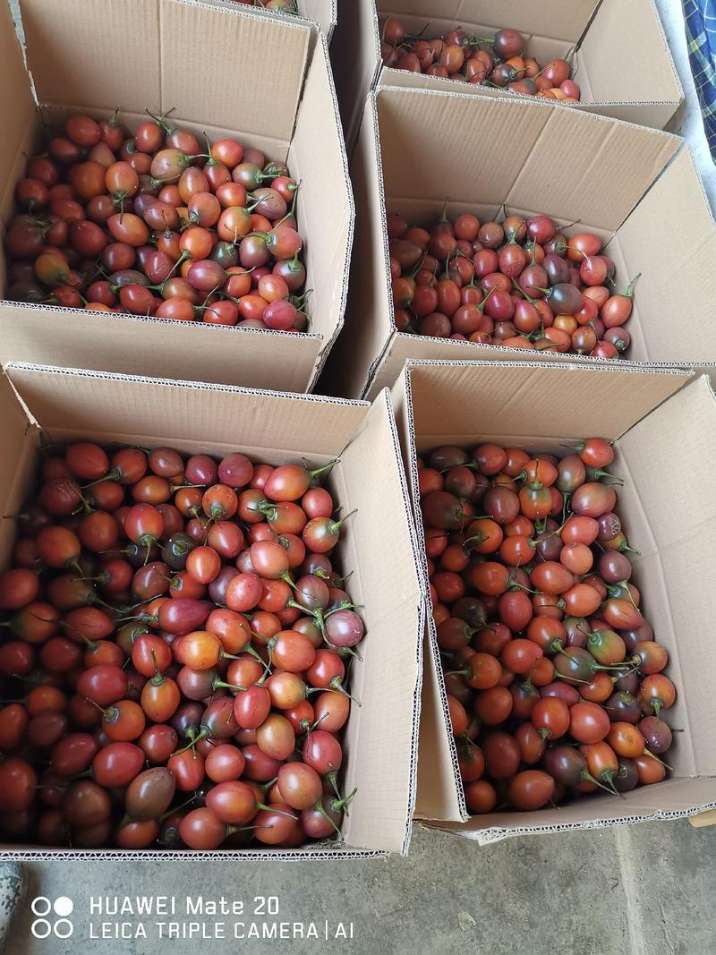 树番茄又叫洋酸茄，基地直供。可常年供货，量大从优！
