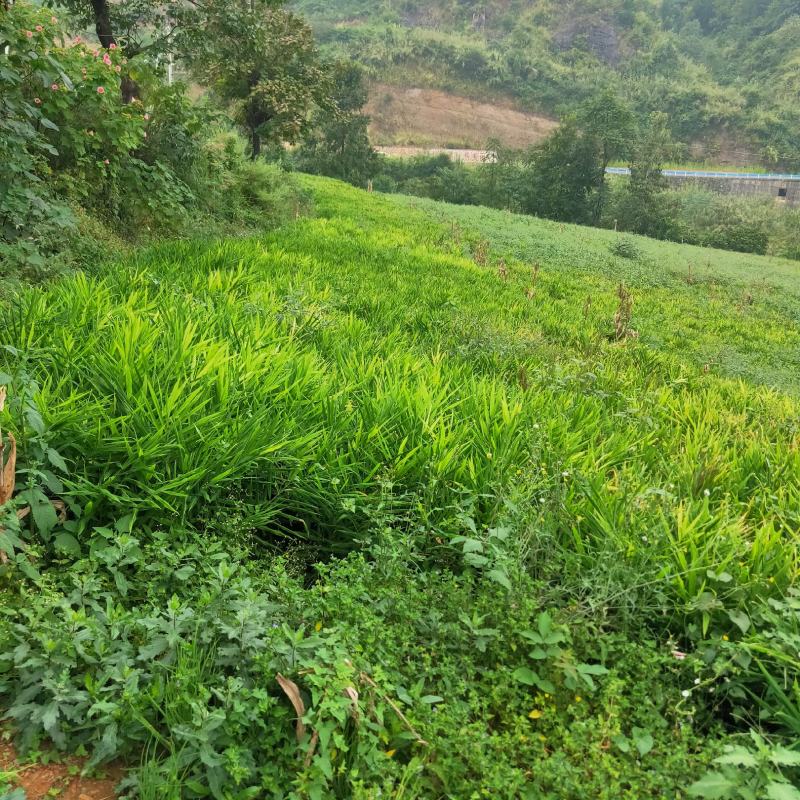 贵州本地二黄姜