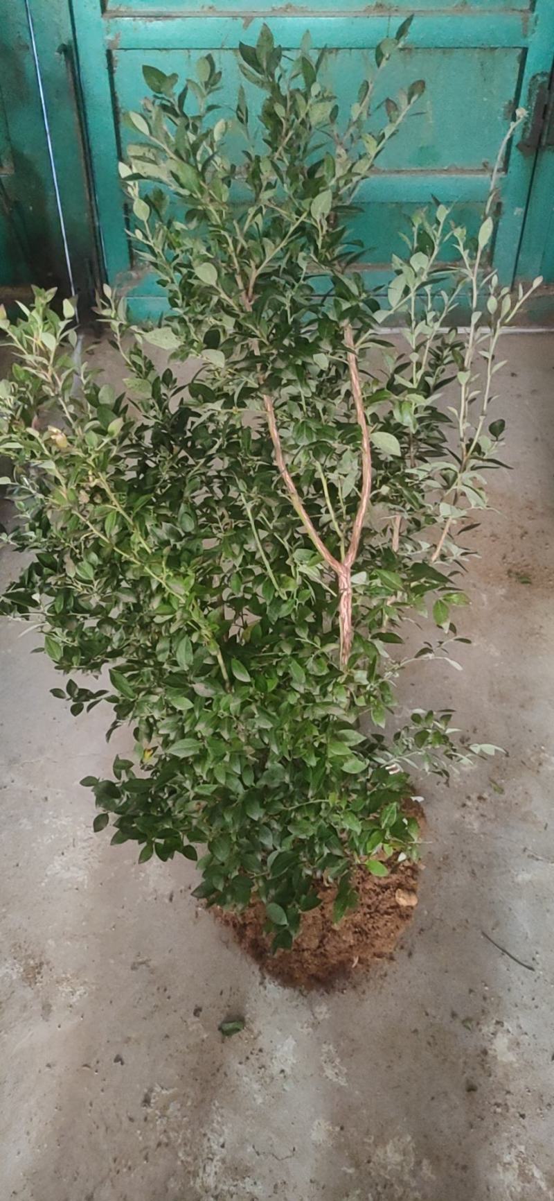 蓝莓苗脱毒薄雾精品优质蓝莓现挖原土发货