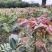 香椿芽常年供应四季采摘现在现发成都长期合作