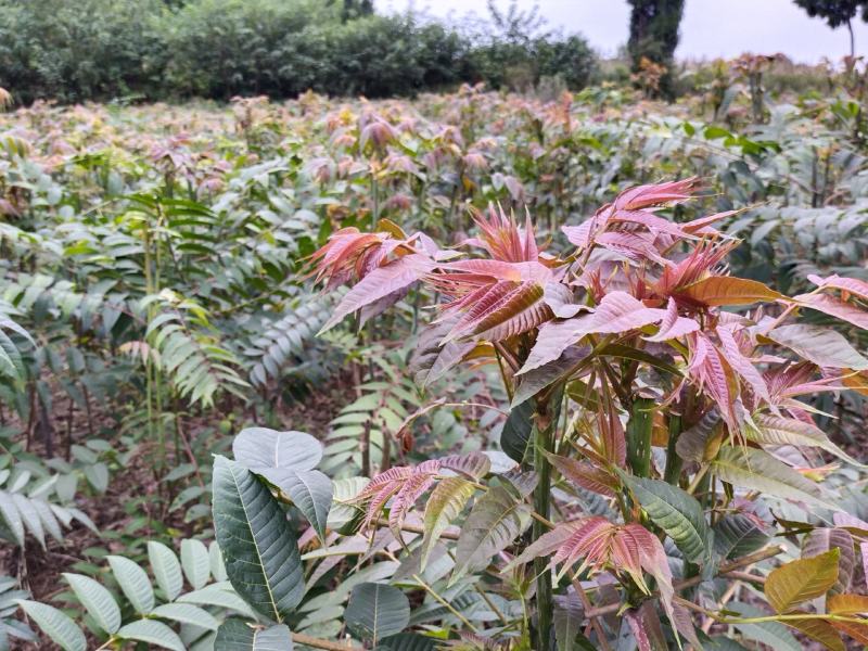 香椿芽常年供应四季采摘现在现发成都长期合作
