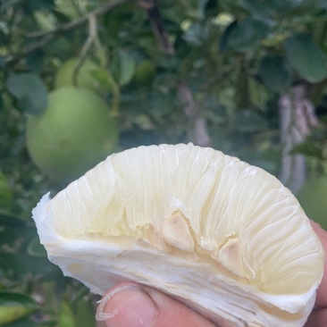 正宗安福蚕子/金兰柚/冰糖柚/小苦柚，皮薄多汁