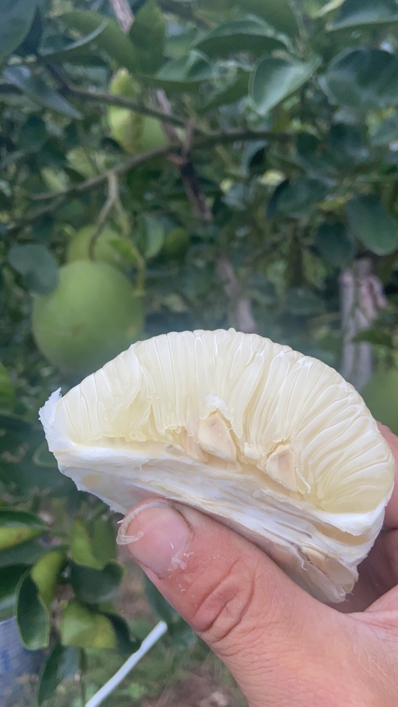 正宗安福蚕子/金兰柚/冰糖柚/小苦柚，皮薄多汁