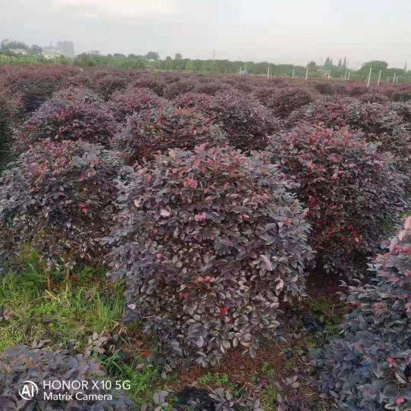 精品1米到1.2红继木球