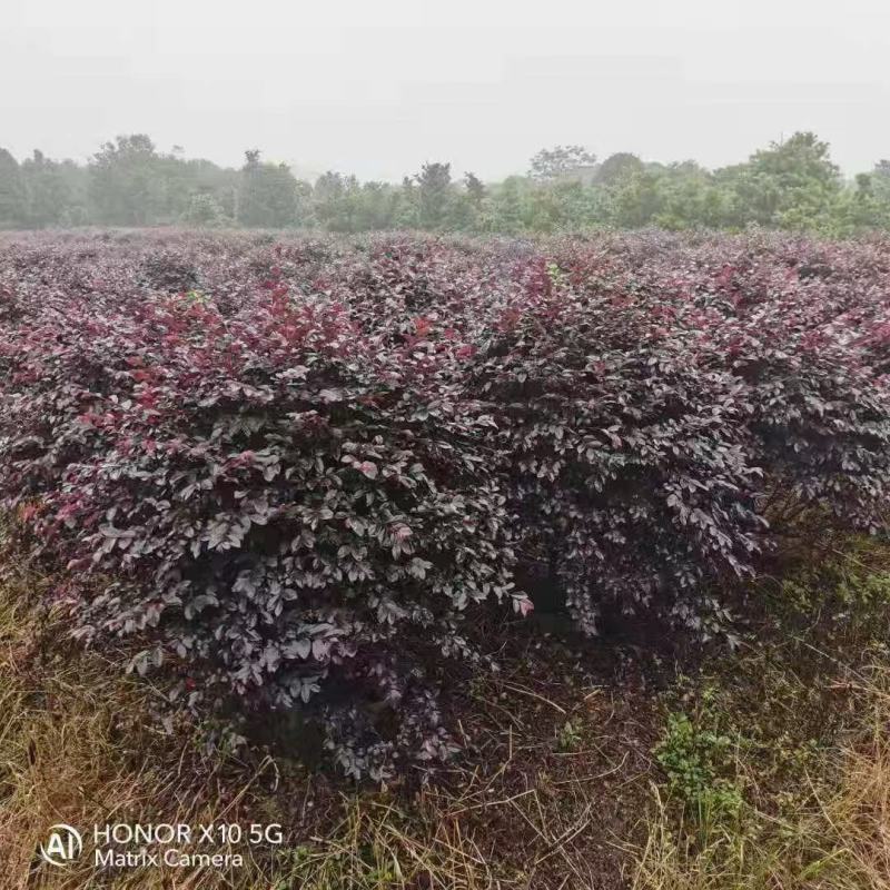 精品1米到1.2红继木球