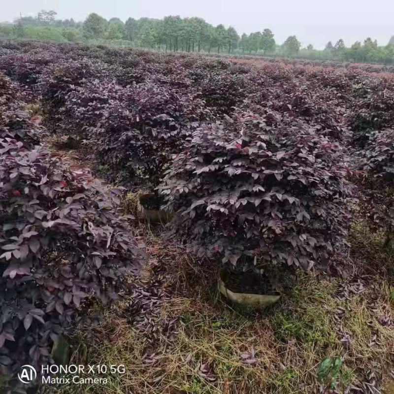 精品1米到1.2红继木球