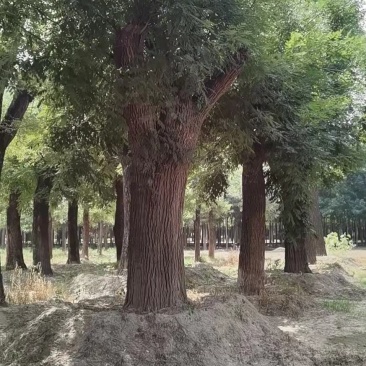 百年国槐