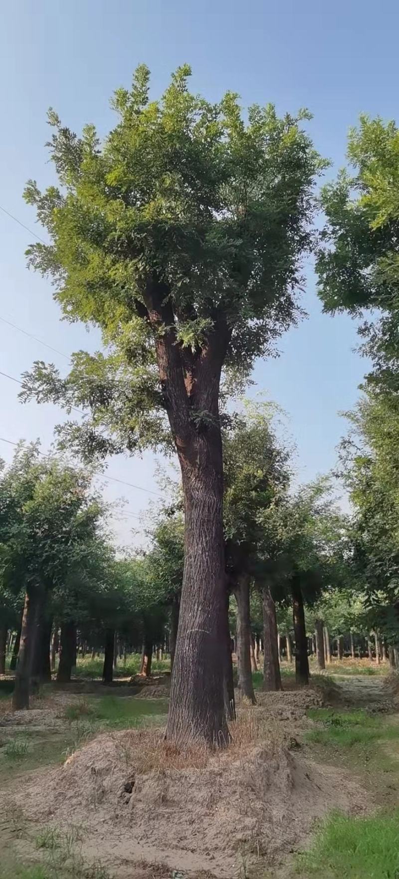 百年国槐