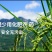 包邮）东北香糯新米包粽子糯大米东北圆粒糯粘大米酿酒糯米
