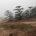 造型黑松—造型油松，地景松，庭园松，迎客松平顶松批发基地