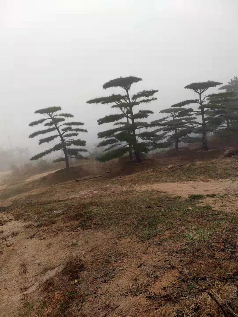 造型黑松—造型油松，地景松，庭园松，迎客松平顶松批发基地
