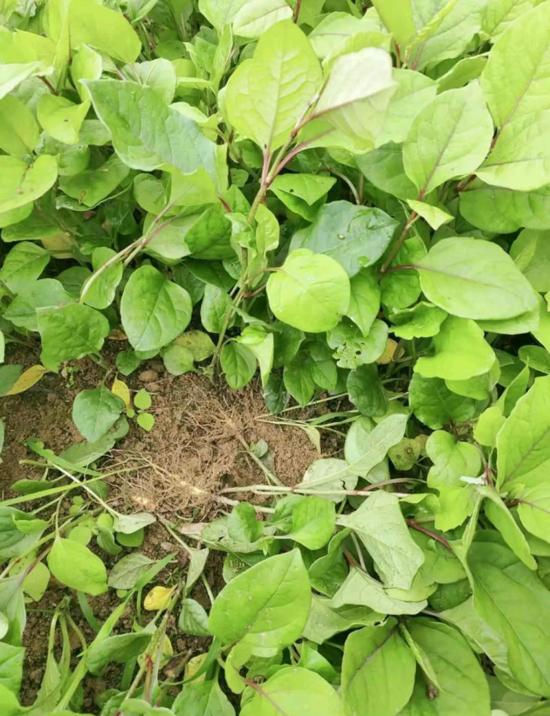虎杖苗四川基地批发虎杖苗